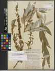 Foto von Salix alba subsp. vitellina (L.) Arcang.